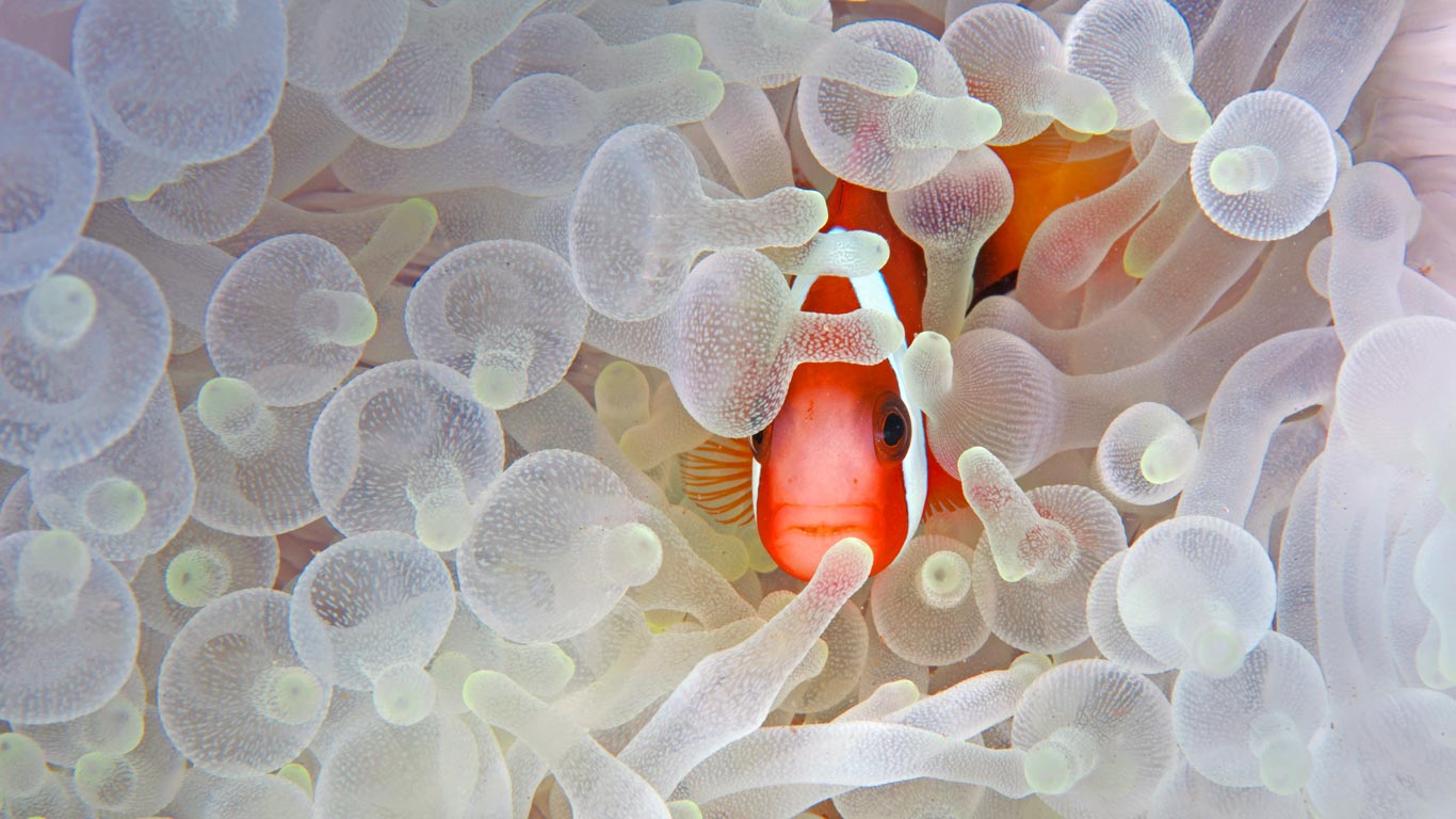 Red and black anemonefish in bleaching anemone in the Lembeh Strait of North Sulawesi, Indonesia (© Jeff Yonover/Tandem Stock)(Bing Canada)