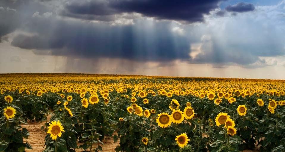 西班牙卡斯蒂利亚-莱昂的向日葵园 (© Jesus Gonzalez/Getty Images) &copy; (Bing China)