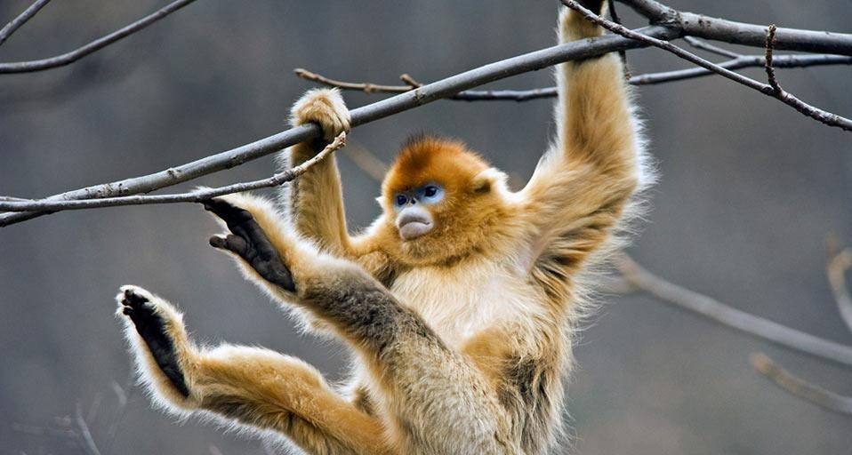 陕西秦岭山脉的金丝猴 (© Ma Xiaobo Photography China/Corbis) &copy; (Bing China)
