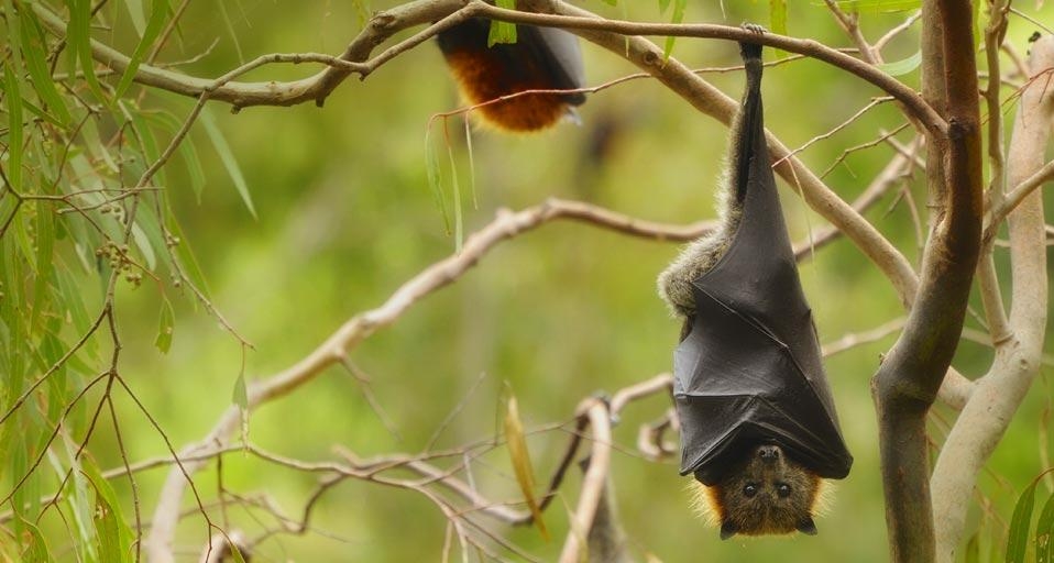 Grey-headed flying fox, Yarra Bend Park, Melbourne, Victoria, Australia (© Robert Harding Picture Library/SuperStock) &copy; (Bing Australia)