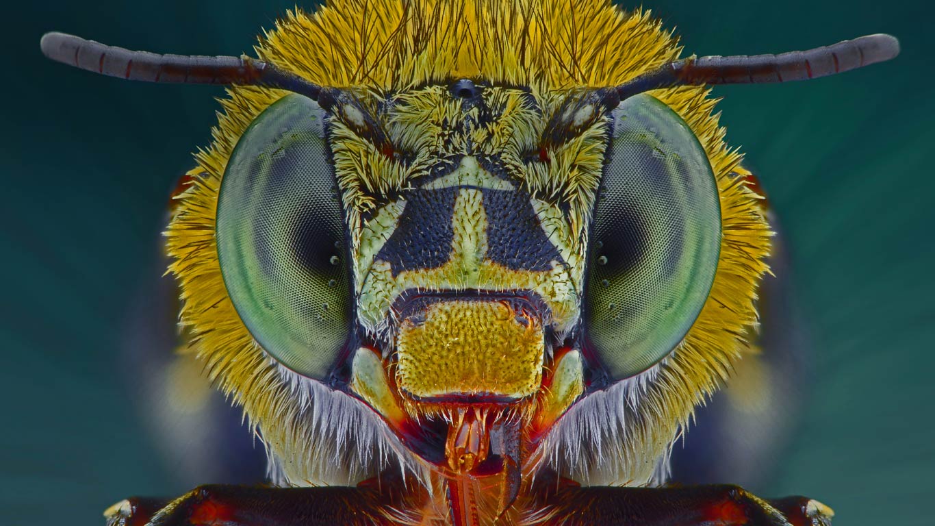 Makrofotografie-Aufnahme einer Blau-gestreiften Biene (Amegilla cingulata) (© Yudy Sauw/Solent News/REX)(Bing Deutschland)