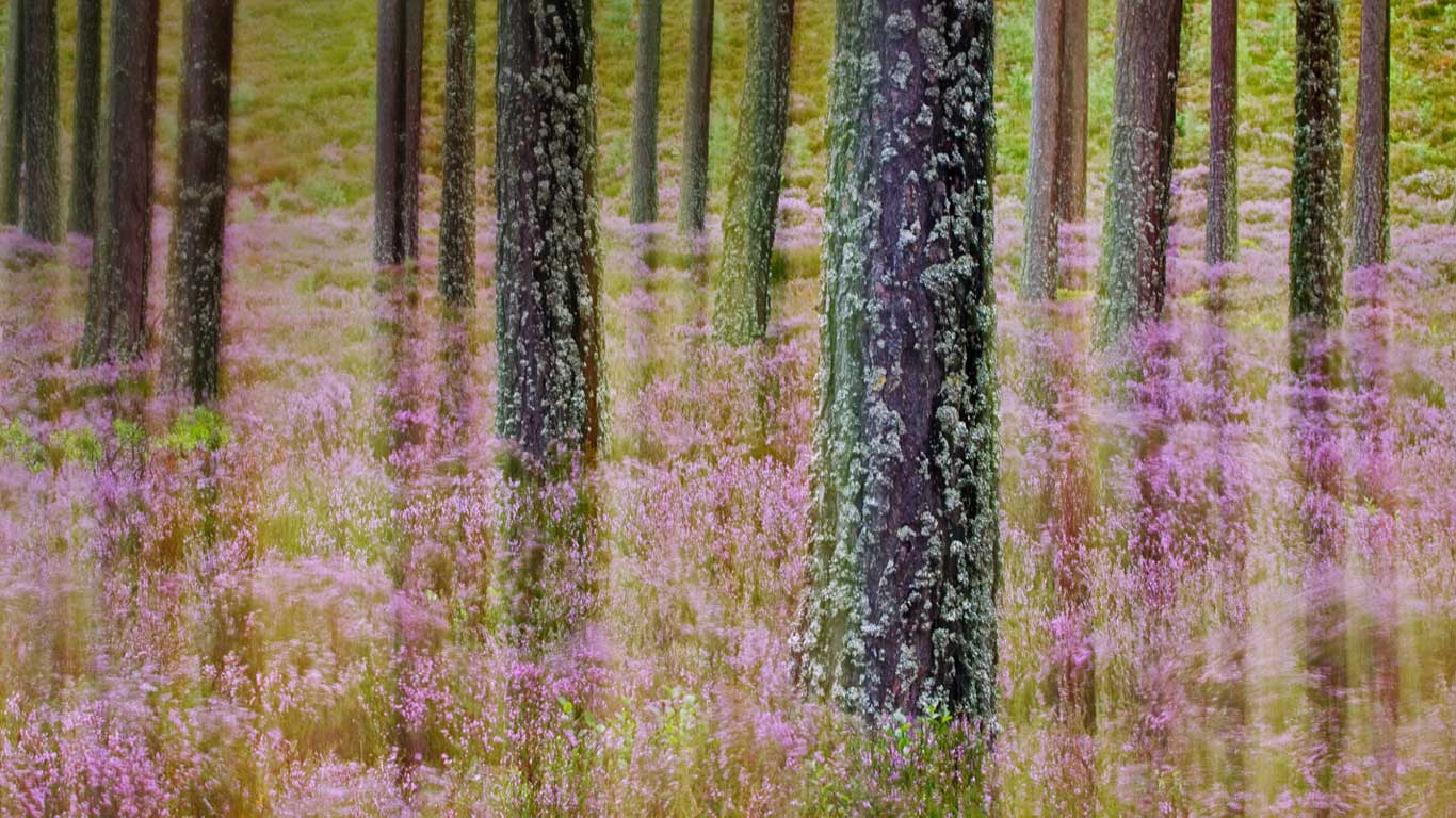 Kiefern und Besenheide, Schottisches Hochland, Cairngorms-Nationalpark, Schottland, Vereinigtes Königreich (© Sebastian Kennerknecht/Minden Pictures)(Bing Deutschland)