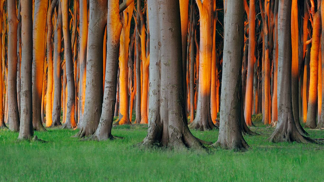 德国梅克伦堡-前波莫瑞州，尼哈根之林 (© Radius Images/Alamy)(Bing China)