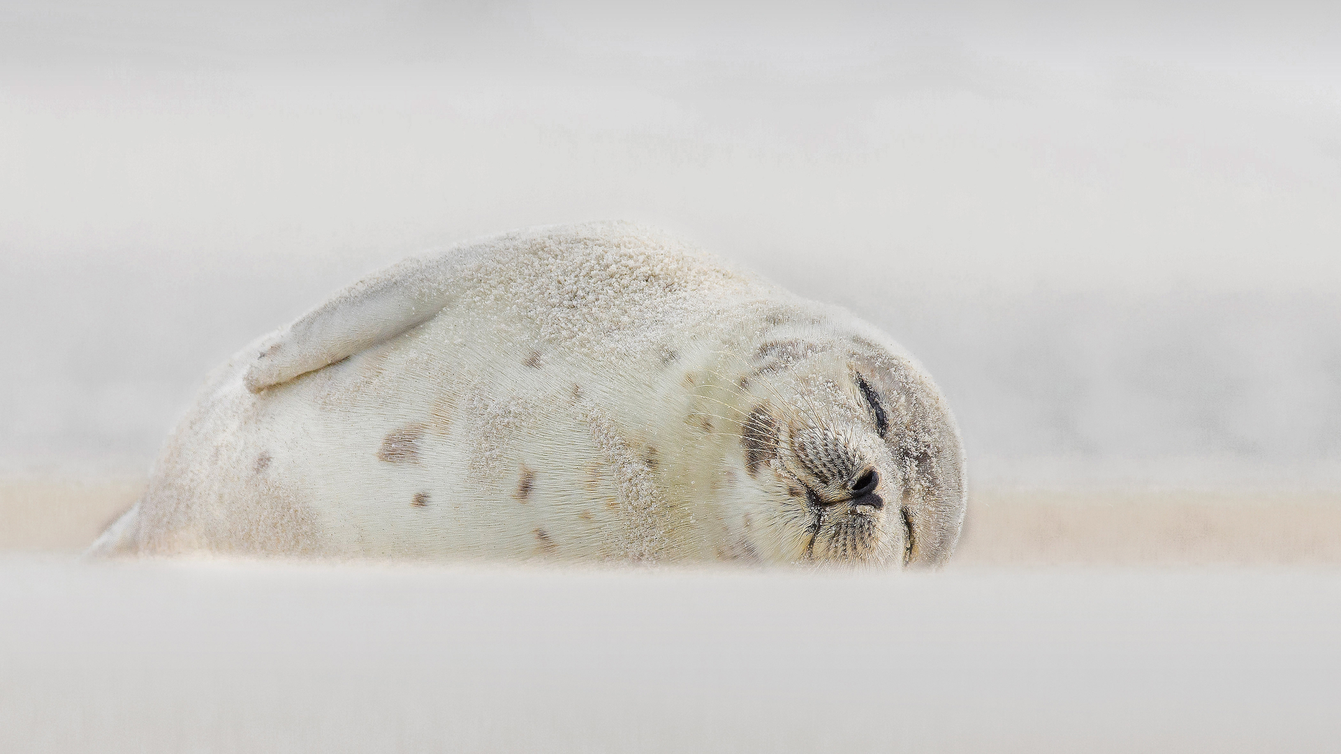 眠るタテゴトアザラシ, 米国 ニューヨーク州  (© Vicki Jauron, Babylon and Beyond Photography/Getty Images)(Bing Japan)