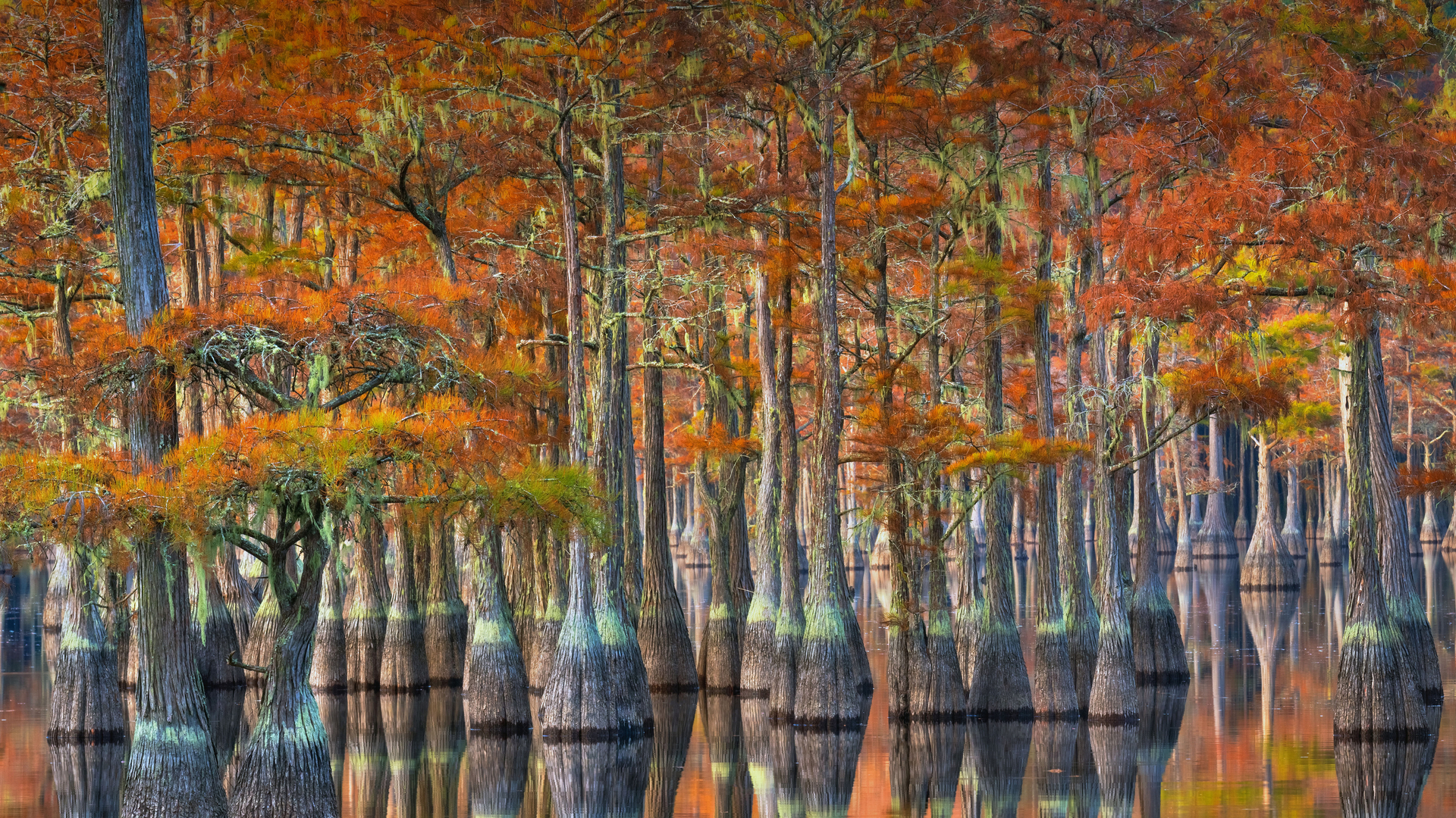 秋季的落羽杉，美国佐治亚州 (© Chris Moore/Tandem Stills + Motion)(Bing China)