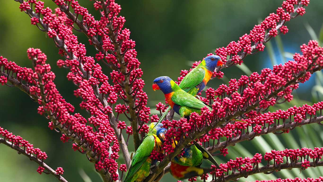 Rainbow lorikeet group in umbrella tree, Atherton Tableland, Queensland (© Konrad Wothe/Minden Pictures)(Bing Australia)