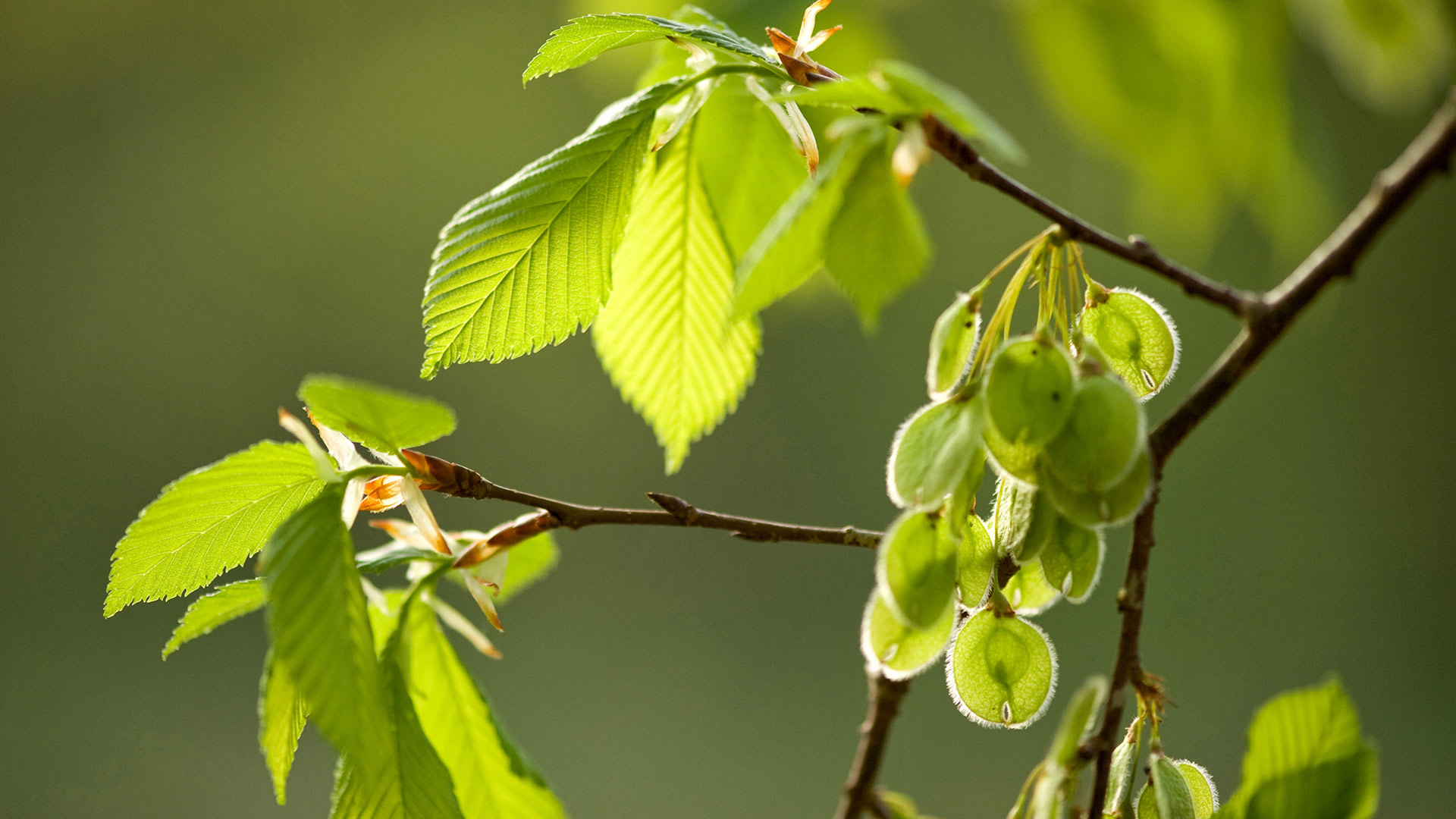 Zweige und Früchte der Flatterulme (Ulmus laevis). Zum Tag des Baumes (© blickwinkel/Alamy Stock Photo)(Bing Deutschland)