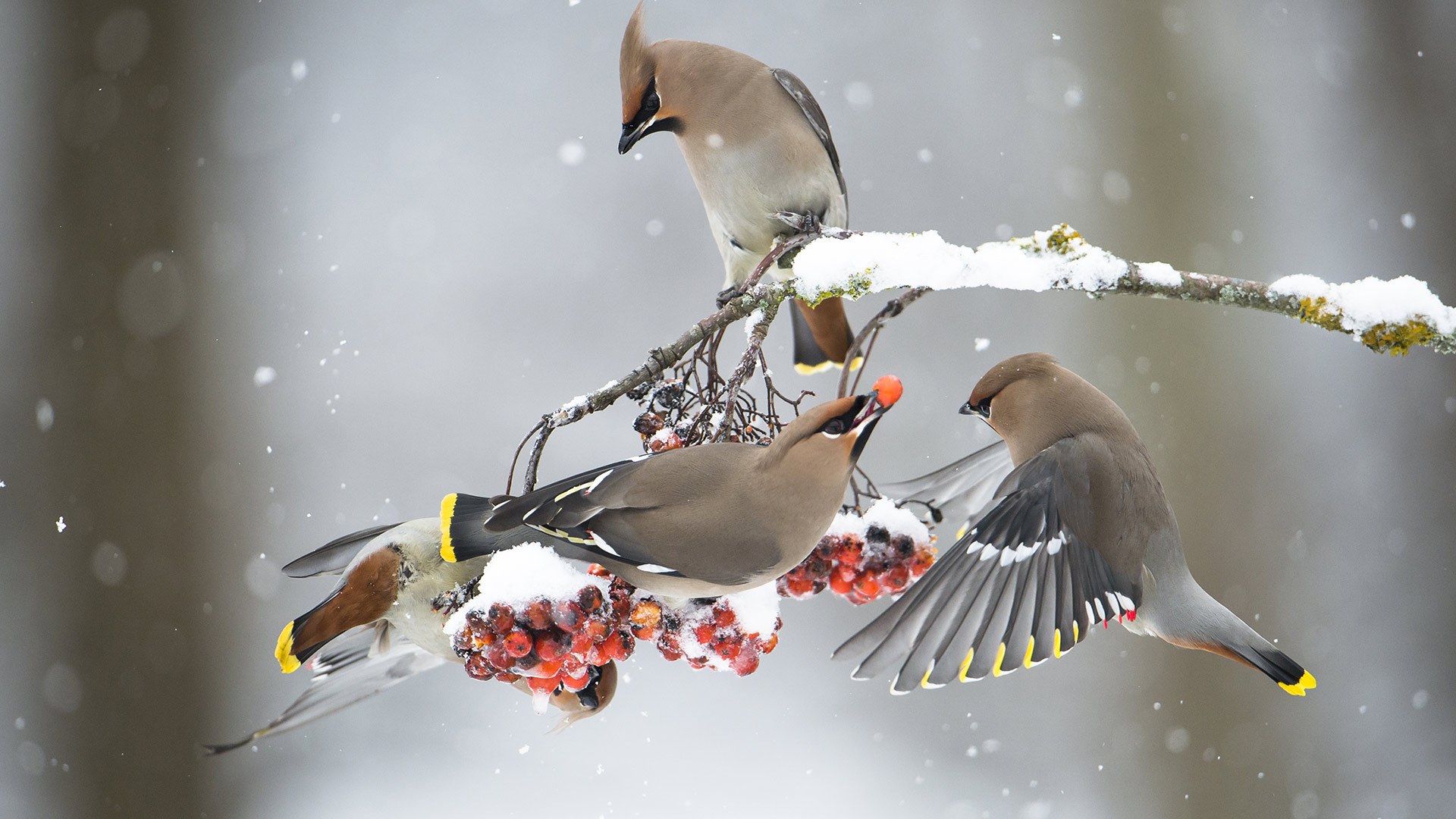 正在吃花楸果实的太平鸟 (© Berndt Fischer/Getty Images Plus)(Bing China)
