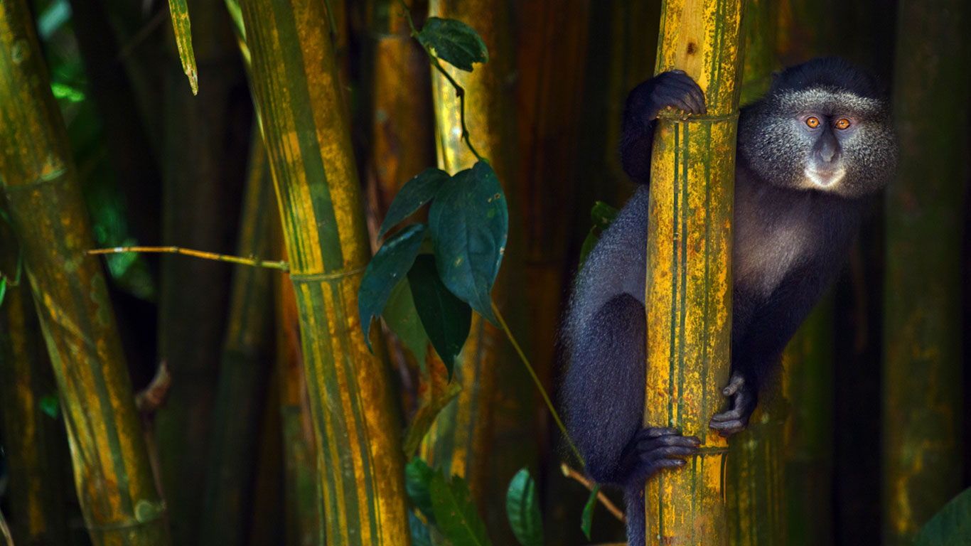 Diademmeerkatze, Kakamega Forest Reserve, Kenia (© Anup Shah/Minden Pictures)(Bing Deutschland)