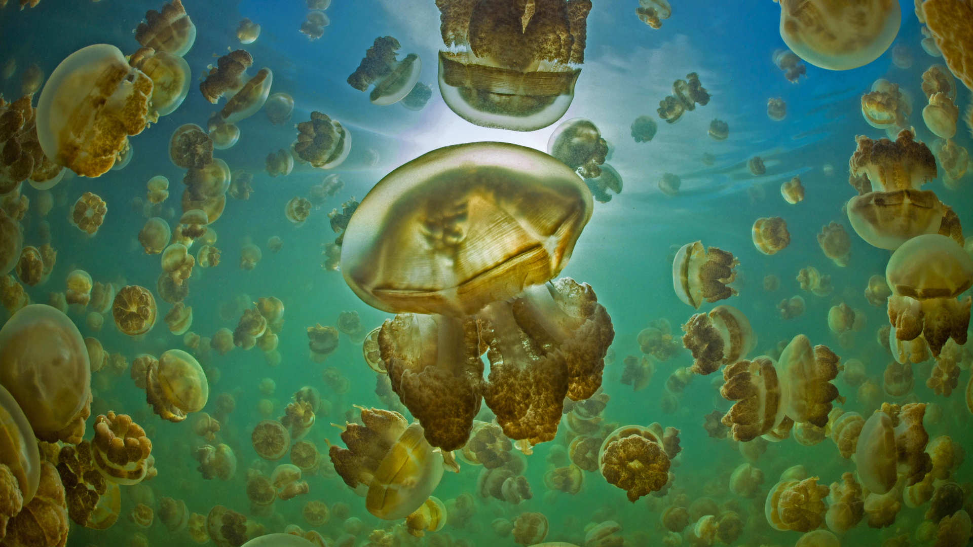 Golden jellyfish in Jellyfish Lake on the island of Eil Malk, Palau (© Nature Picture Library/Alamy)(Bing Canada)