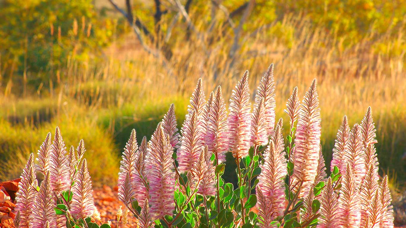 Pink Mulla Mulla on a stony plain, Cravens Peak Station, Australia (© Auscape/UIG/Getty Images)(Bing Australia)