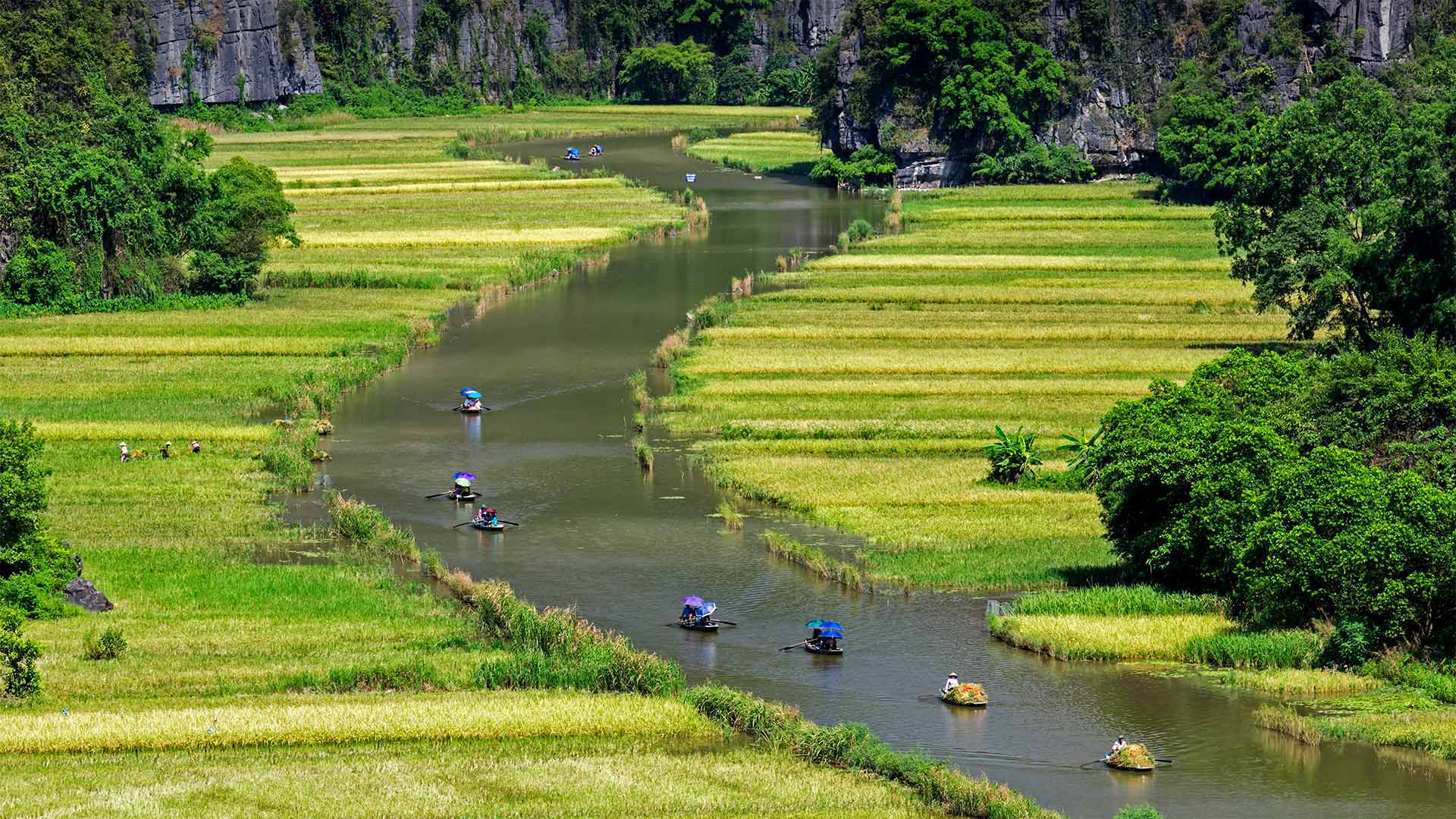 Ngo Dong河两岸的稻田美景，越南宁平省 (© Jeremy Woodhouse/Getty Images)(Bing China)