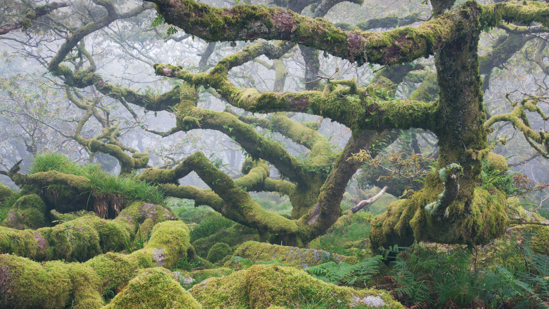 多弗勒山-松达尔国家公园的麝牛与她的宝宝，挪威 (© Robert Haasmann/Minden Pictures)(Bing China)