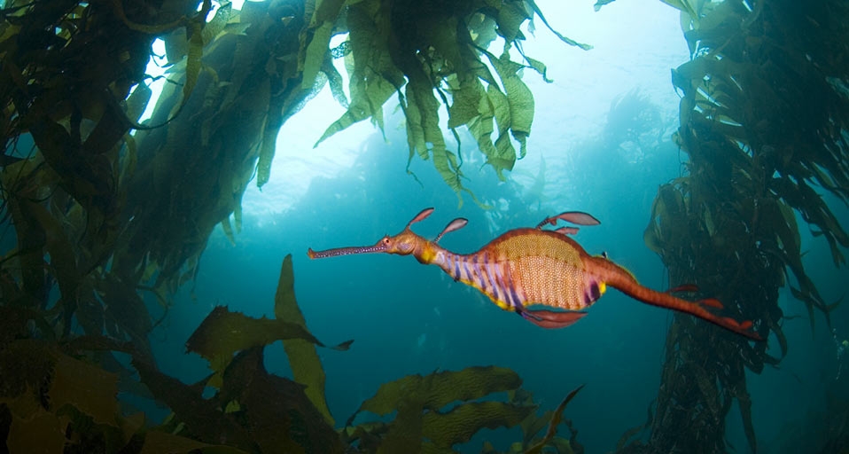 Weedy Sea Dragon -- Gerald Nowak/agefotostock &copy; (Bing Canada)