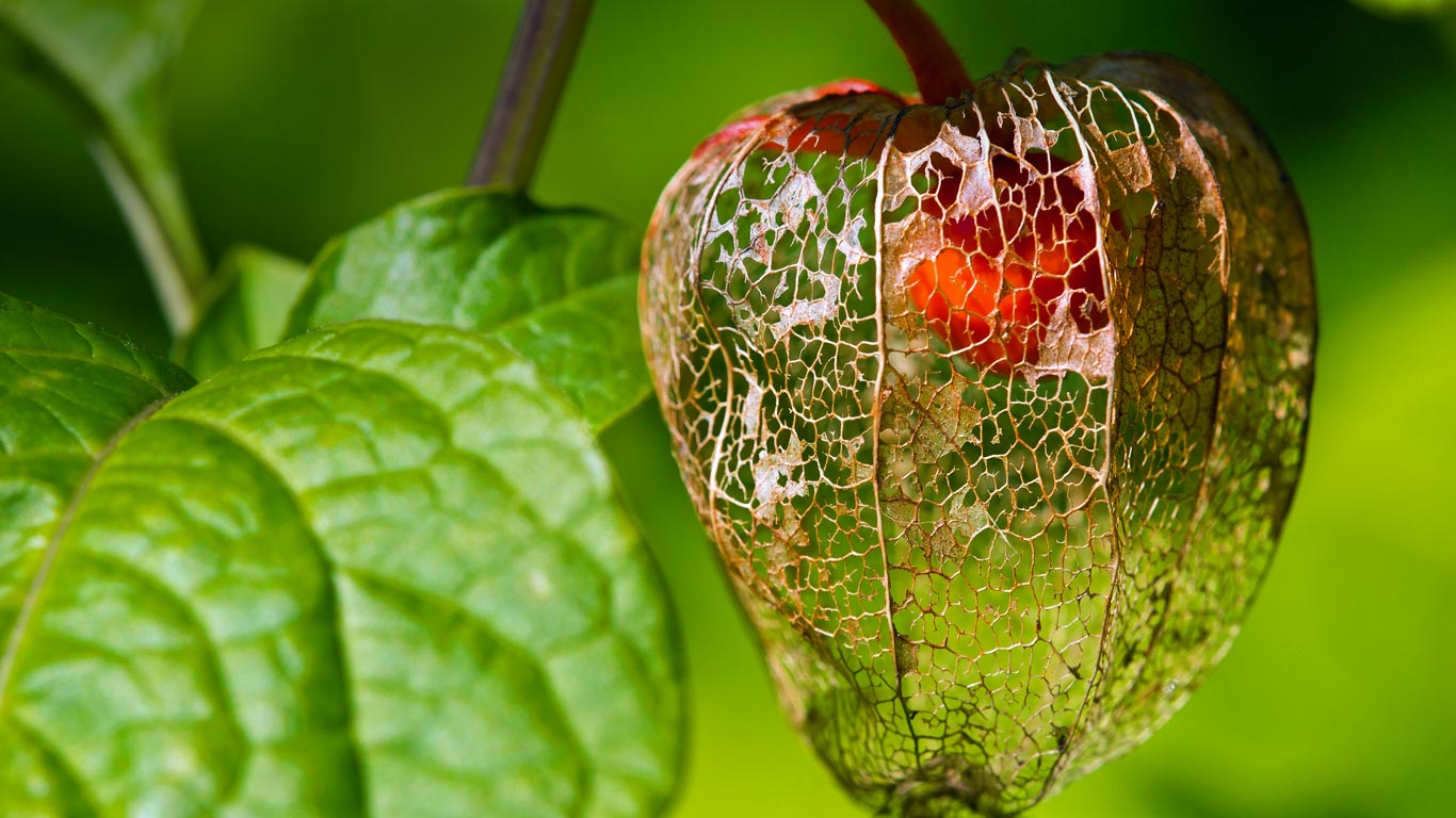 姑娘儿 (© Olivier Parent/Alamy)(Bing China)