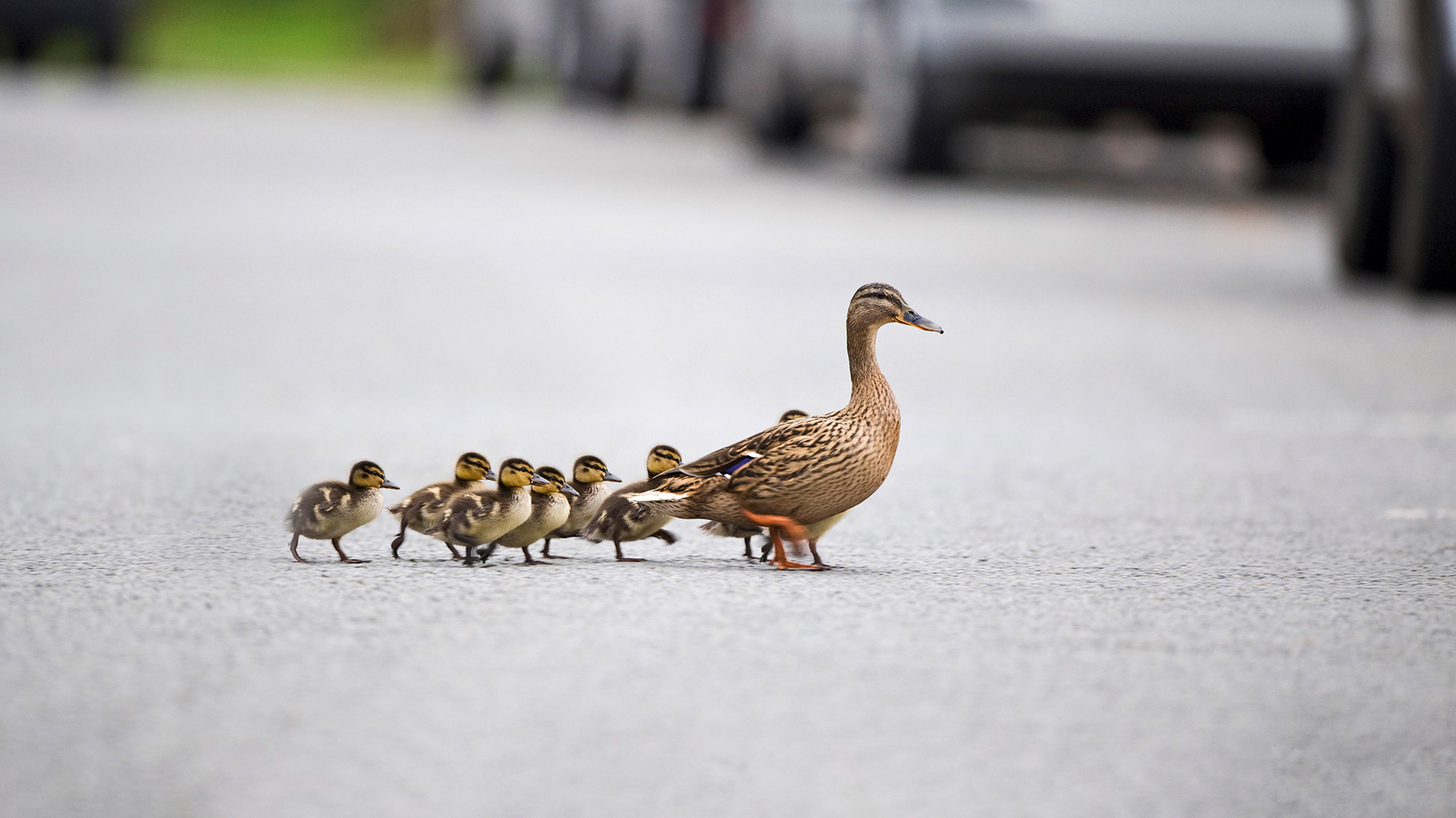Mallard, Anas platyrhynchos, mother leading ducklings across road, Arundel, Sussex (© David Tipling/Universal Images Group via Getty Images)(Bing United Kingdom)