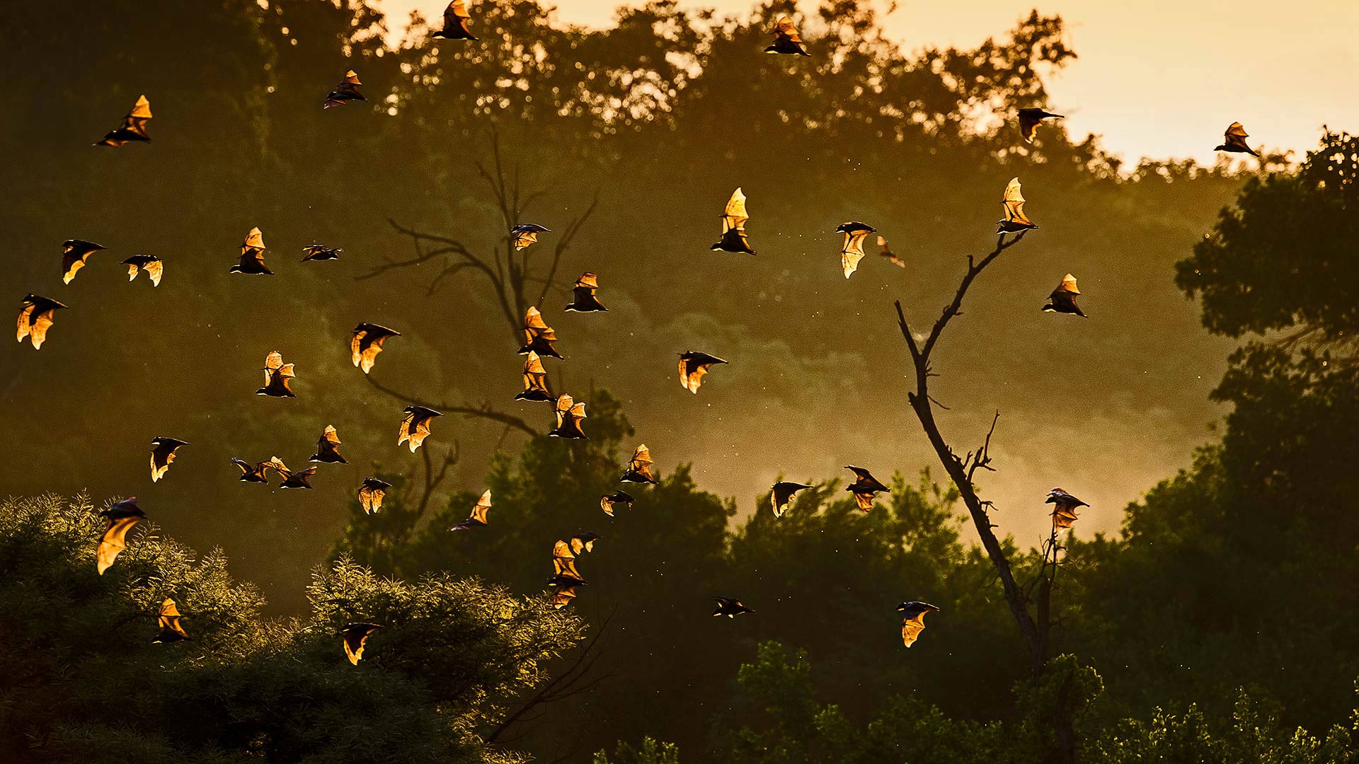 卡国家公园的黄毛果蝠，赞比亚 (© Nick Garbutt/Minden Pictures)(Bing China)