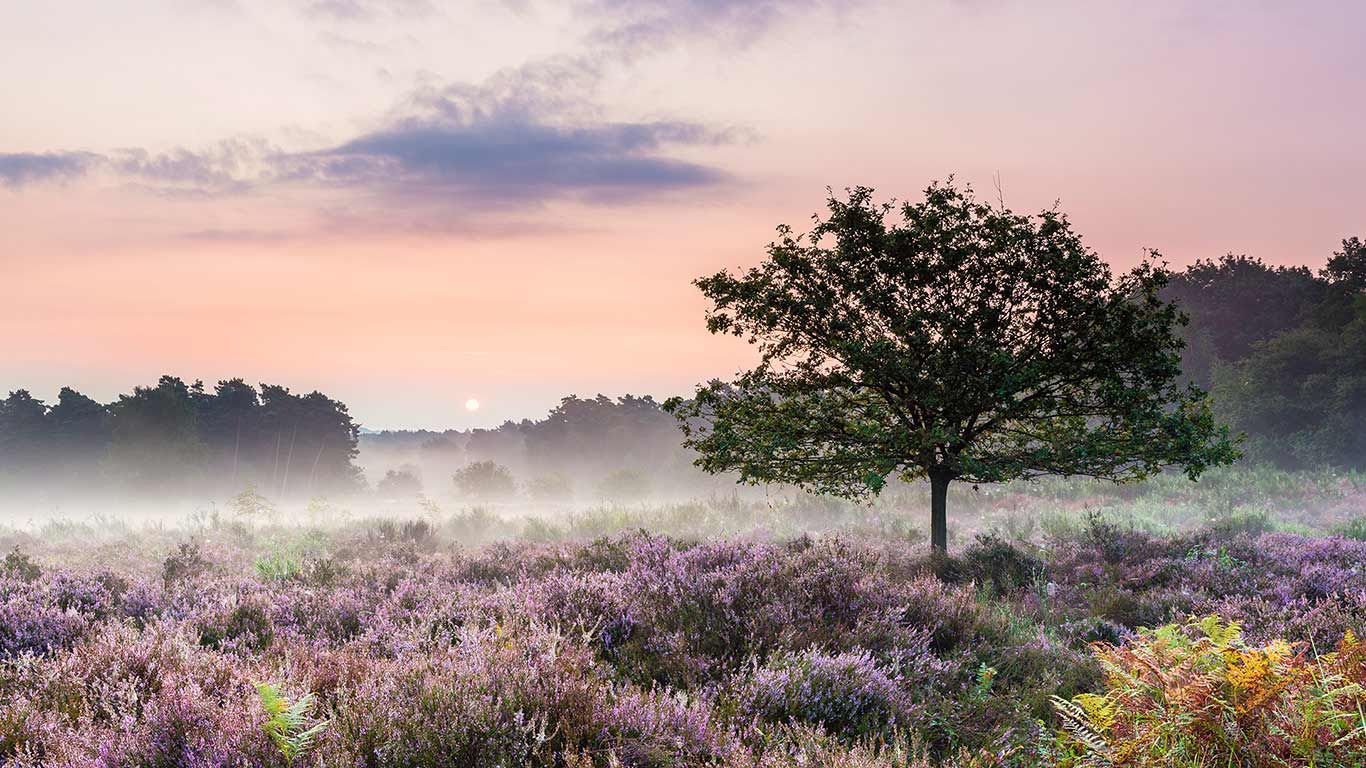 Heath blooming in Wahner Heide Nature Reserve in Troisdorf near Cologne, Germany (© Frank Lukasseck/4Corners)(Bing New Zealand)