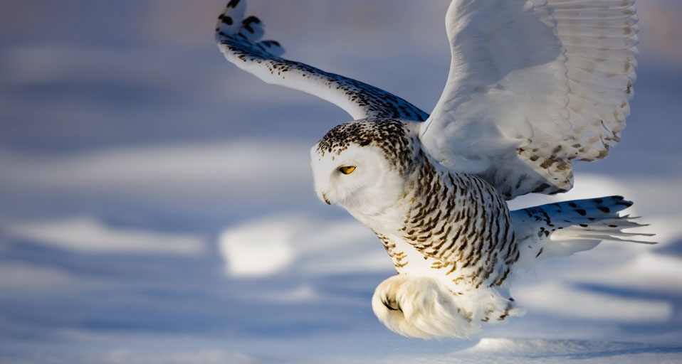 飞行中的雪鸮 -- Theo Allofs/Corbis &copy; (Bing China)