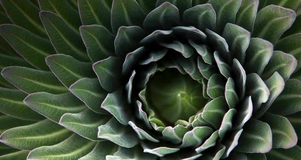 坦桑尼亚的巨型半边莲属植物 (© Oleg Bulanyy) &copy; (Bing China)