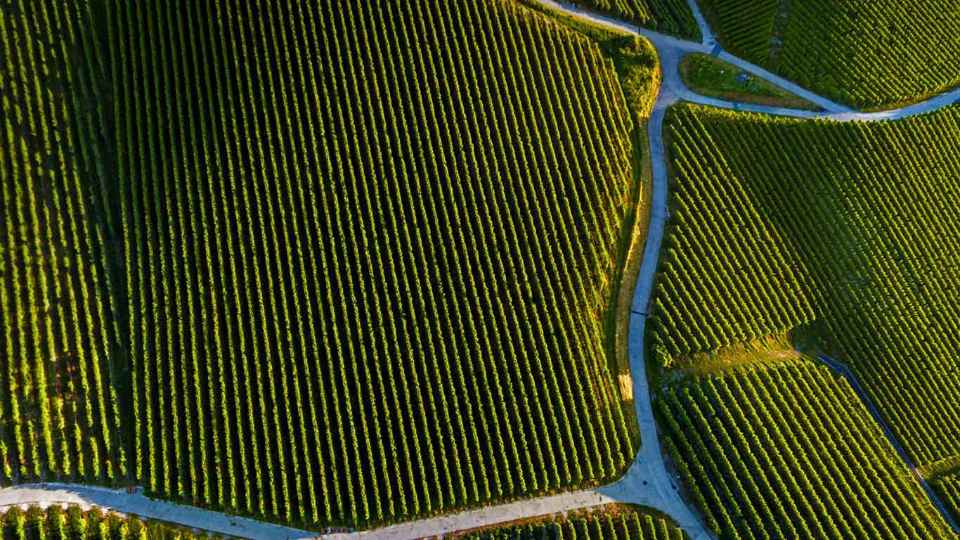 皮利附近的葡萄庄园，瑞士沃州 (© Gallery Stock)(Bing China)