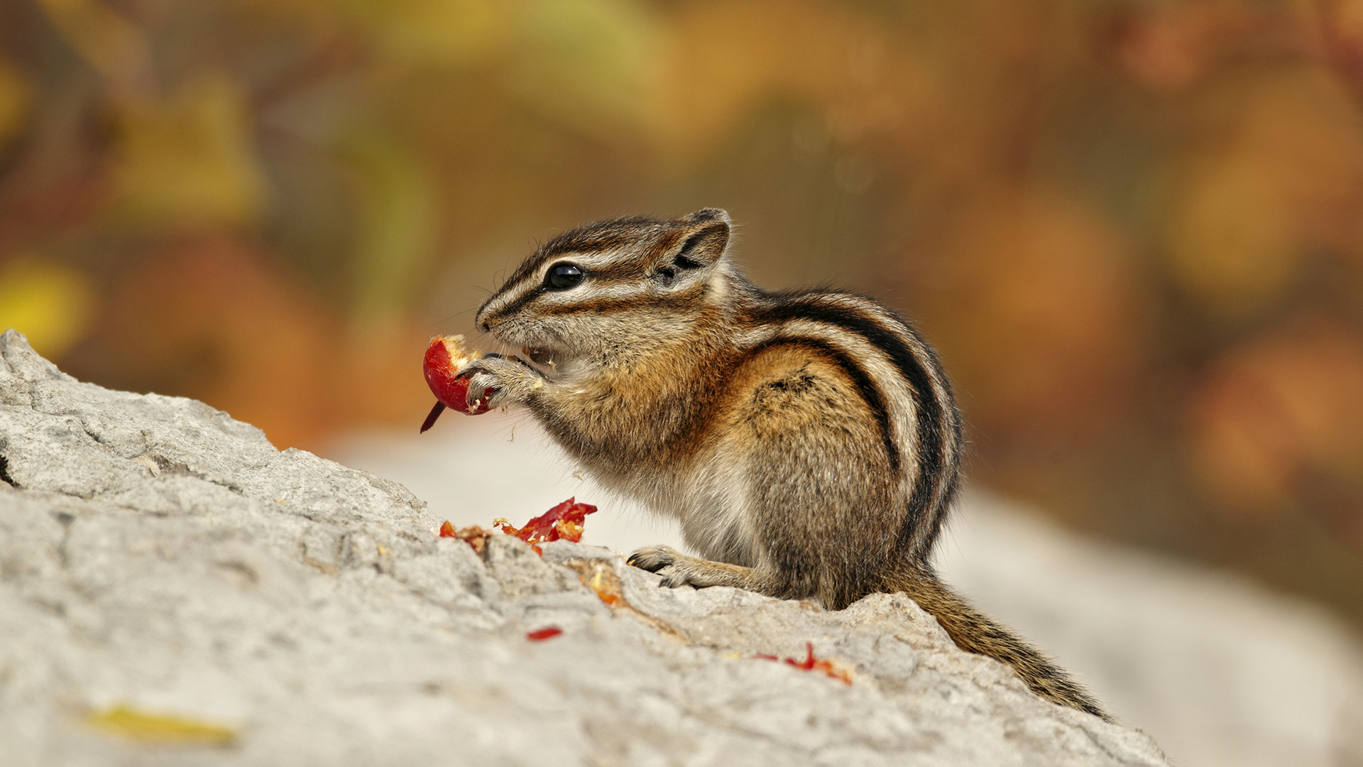 Least Chipmunk (Tamias minimus) adult, feeding on berries in Autumn, Jasper National Park, Alta. (© Ignacio Yufera/Minden Pictures)(Bing Canada)