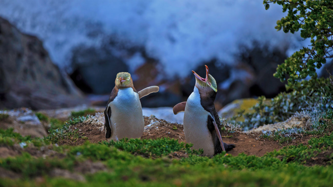 Yellow-eyed penguins at Katiki Point, Moeraki, New Zealand (© Richard Robinson/Aurora Photos)(Bing Canada)