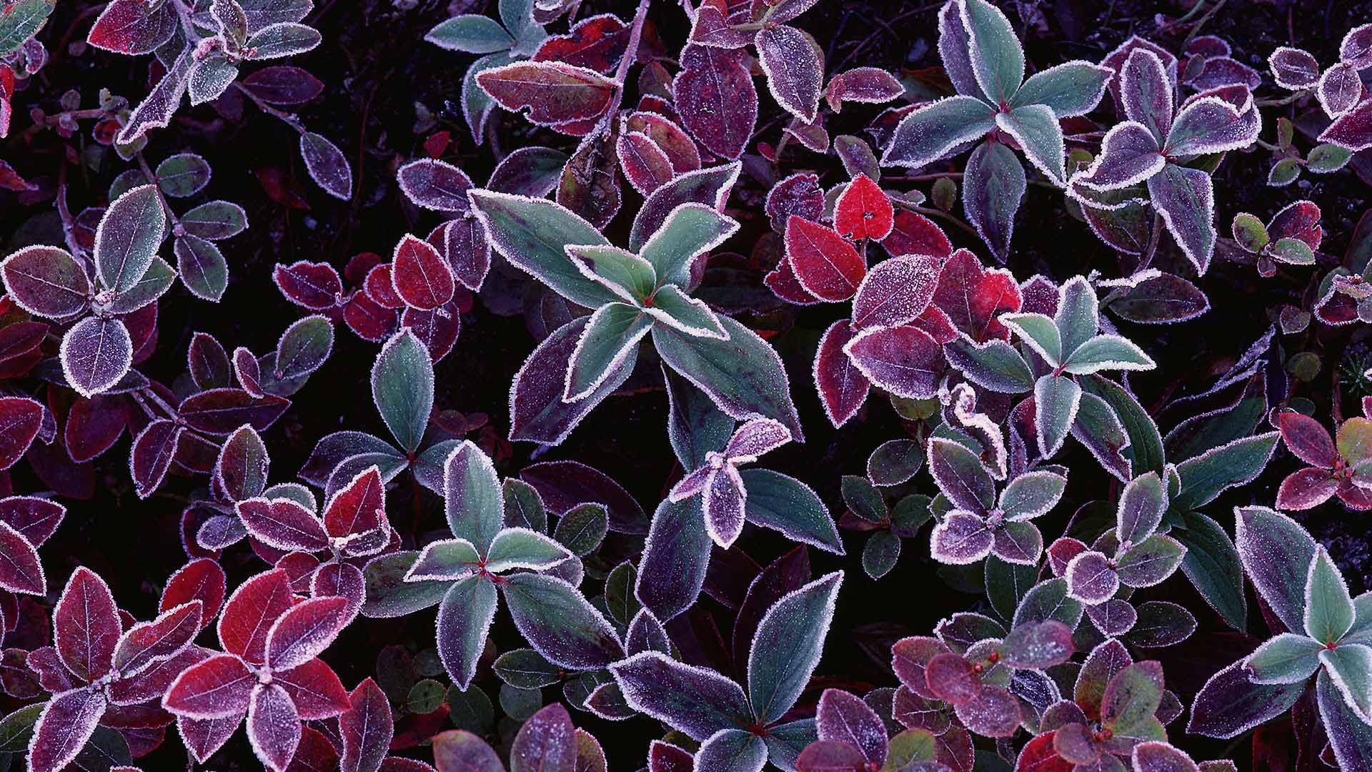蓝莓植物上的霜，加拿大新不伦瑞克 (© Freeman Patterson/Masterfile)(Bing China)