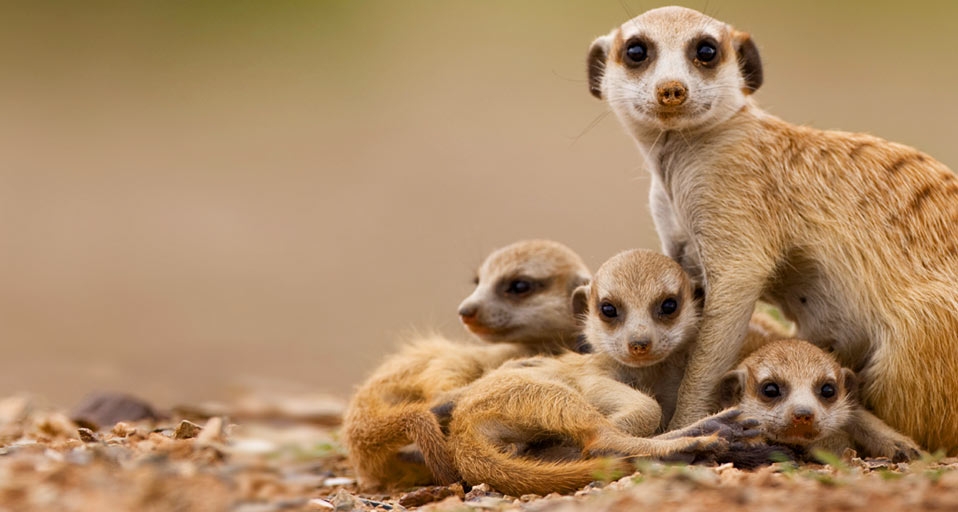 纳米比亚南部小镇上的“猫鼬一家” -- Paul Souders/Corbis &copy; (Bing China)