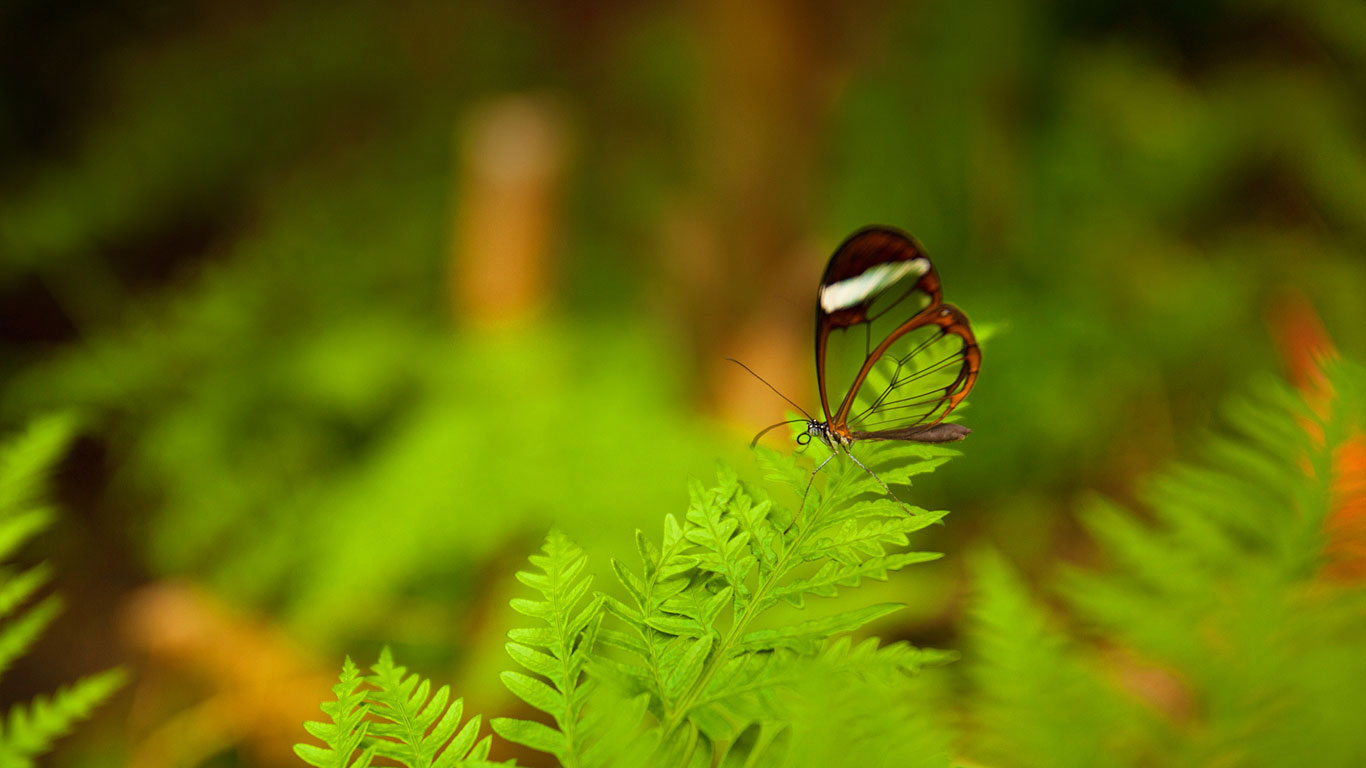 ｢ツマジロスカシマダラ｣ (© Corianna Heise/Alamy)(Bing Japan)
