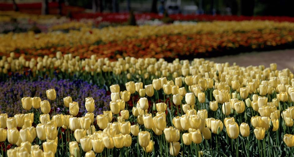 Yellow Tulips at the Canberra Floriade - Annual Flower Festival Canberra, Australia -- Travel Ink/age fotostock &copy; (Bing Australia)