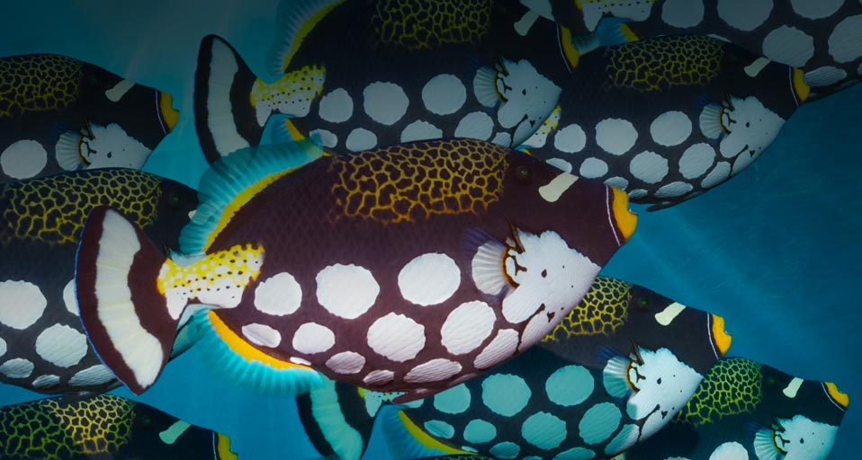 Clown triggerfish off the coast of Bunaken Island, Sulawesi, Indonesia -- Georgette Douwma/Getty Images &copy; (Bing Canada)