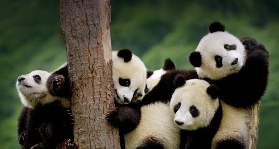 四川卧龙国家级自然保护区内的大熊猫 (© Pete Oxford/Danita Delimont)(Bing China)