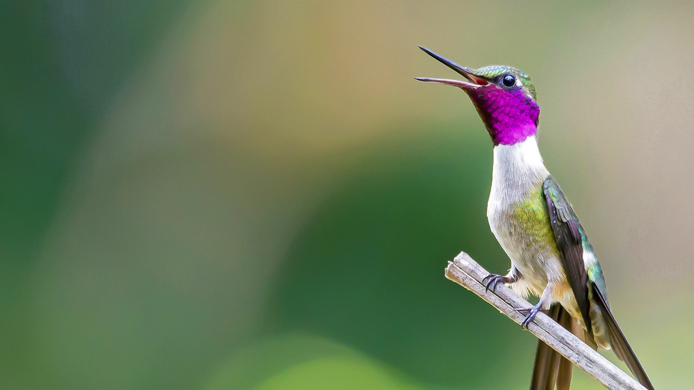 Amethyst woodstar hummingbird  (© Jose Augusto Rondon Ribeiro/500px)(Bing New Zealand)