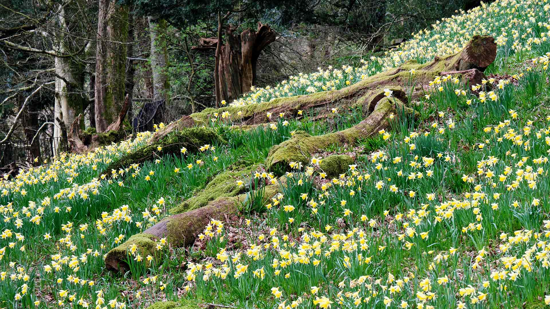 Daffodils in Dora’s Field, Rydal, Lake District (© Simon Whaley Landscapes/Alamy Stock Photo)(Bing United Kingdom)