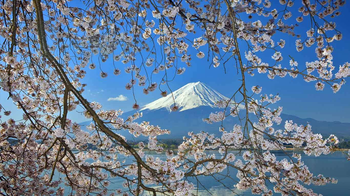 ｢桜と富士山｣富士五湖周辺 (© Daryl Benson/Stockbyte/Getty Images)(Bing Japan)