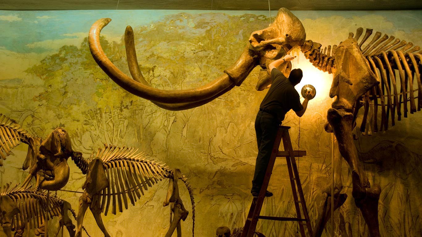 美国内布拉斯加州，哥伦比亚猛犸象标本 (© Joel Sartore/Getty Images)(Bing China)