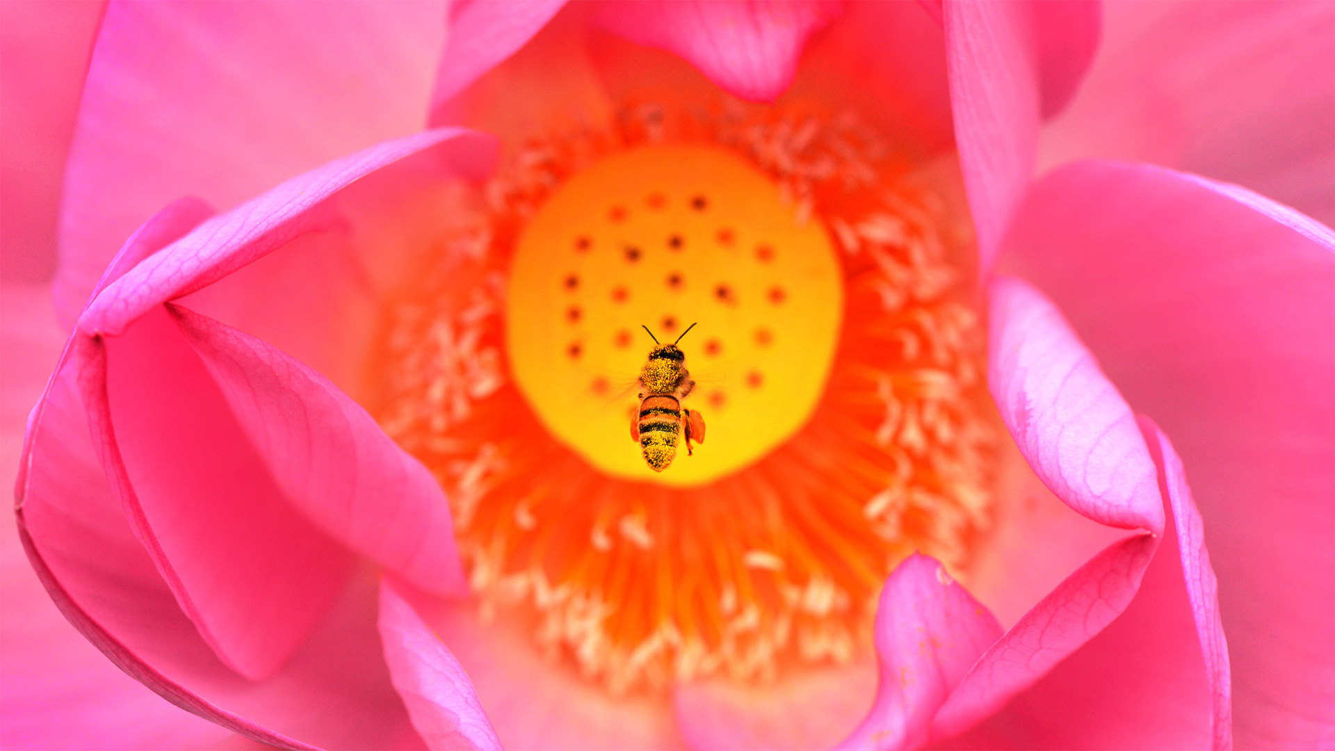 A bee dives into an East Indian lotus flower at Kenilworth Park and Aquatic Gardens in Washington, DC (© Linda Davidson/The Washington Post via Getty Images)(Bing Canada)