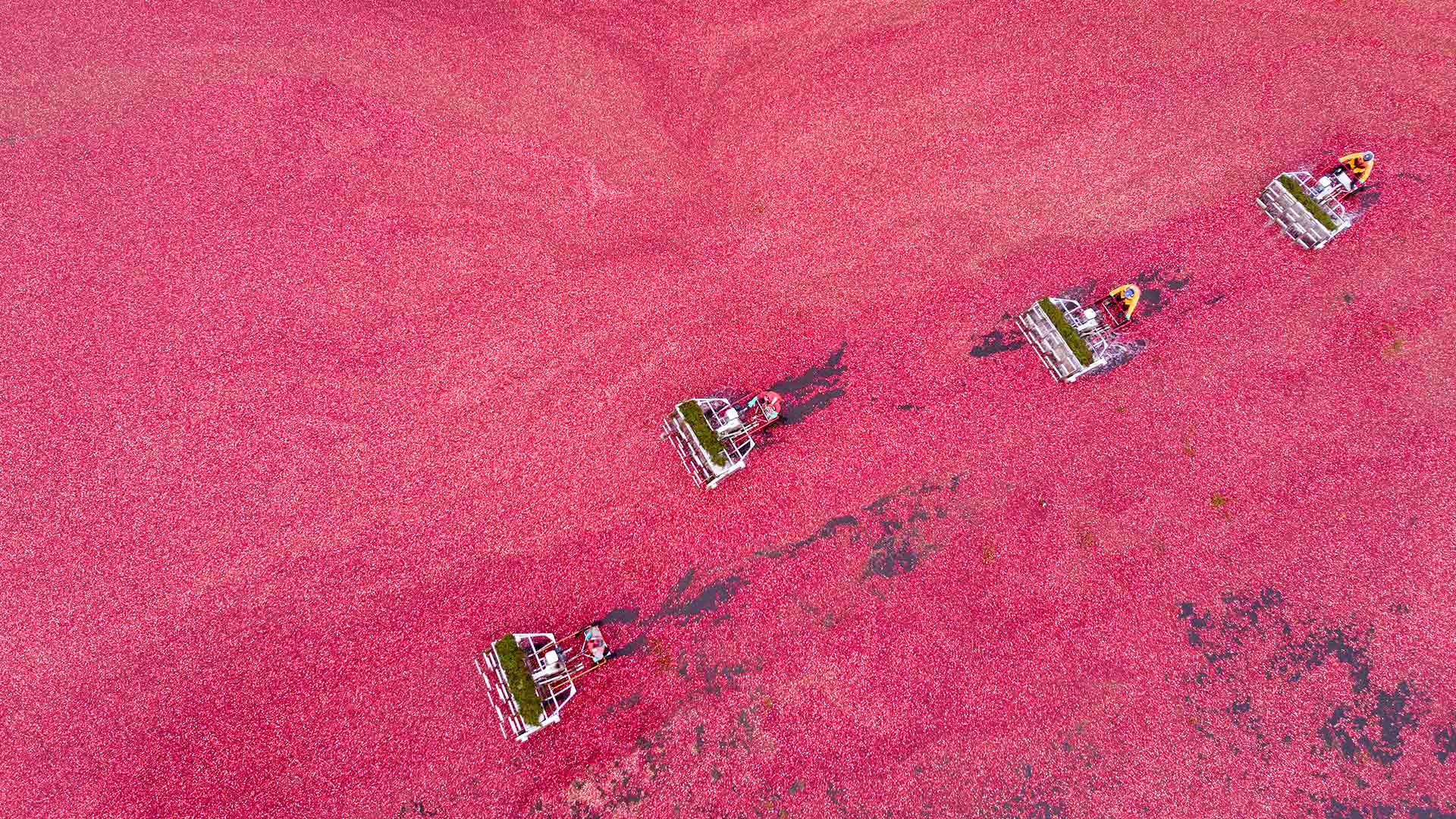 Cranberry harvest seen from a drone, Vancouver (© Grant Faint/Getty Images)(Bing Canada)
