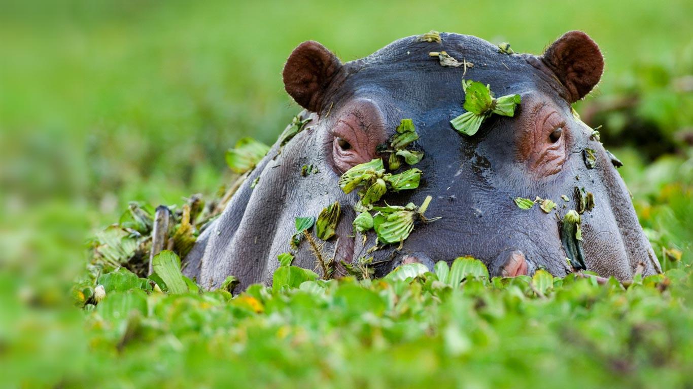 肯尼亚马赛马拉国家保护区内的河马 (© David Tipling/Alamy)(Bing China)