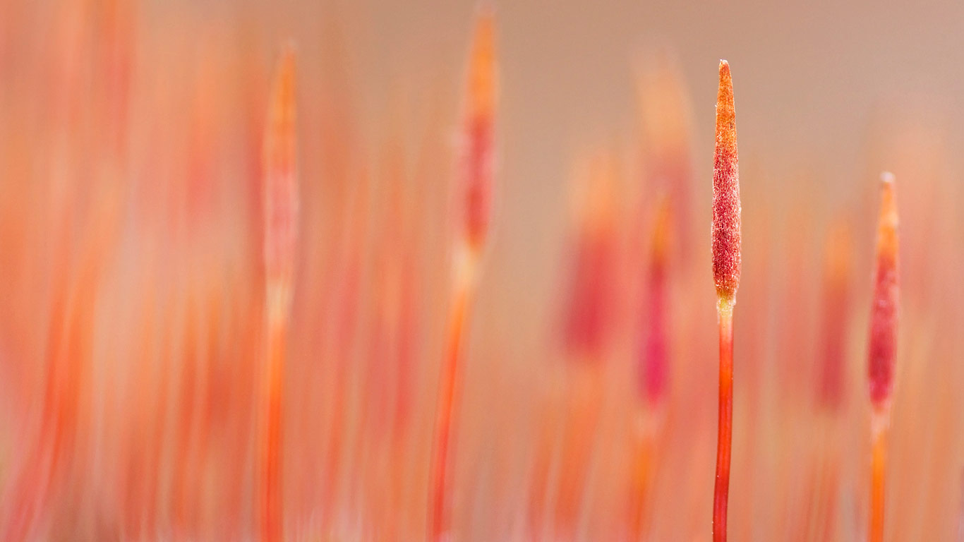 金发藓的微距影像 (© Misja Smits/Buiten-Beeld/plainpicture)(Bing China)