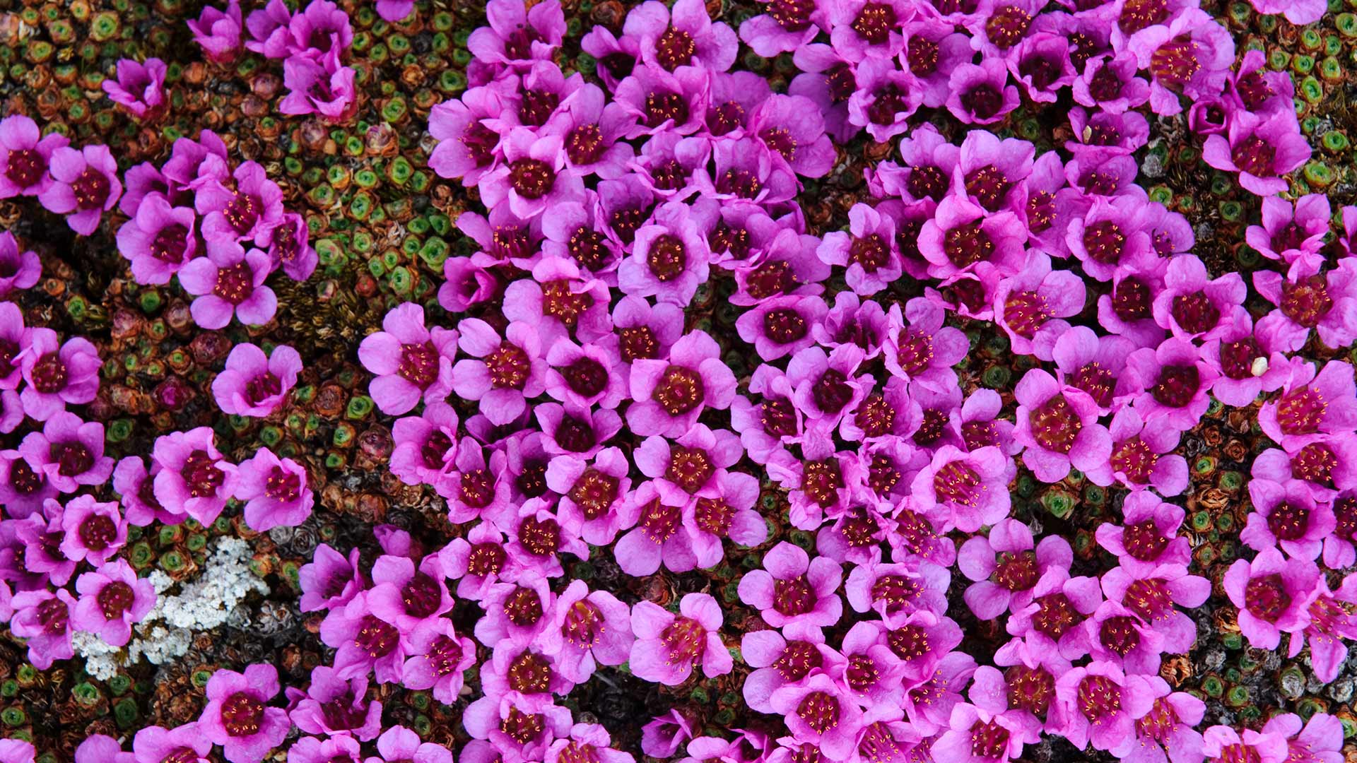 Purple Saxifrage (Saxifraga oppositifolia) in bloom Bathurst Island, Nunavut (© Gerrtt Vyn/Minden Pictures)(Bing Canada)