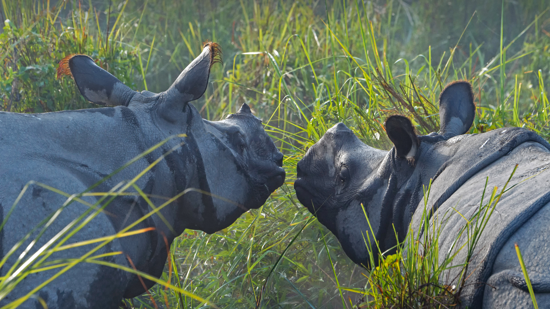 インドサイ, インド アッサム州 (© Robert Harding World Imagery/Shutterstock)(Bing Japan)