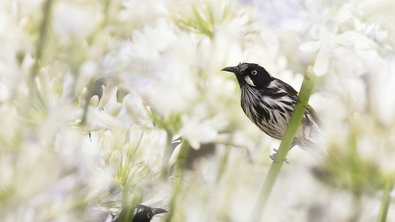 New Holland honeyeaters in Melbourne, Australia (© Kristian Bell/iStock/Getty)(Bing Australia)