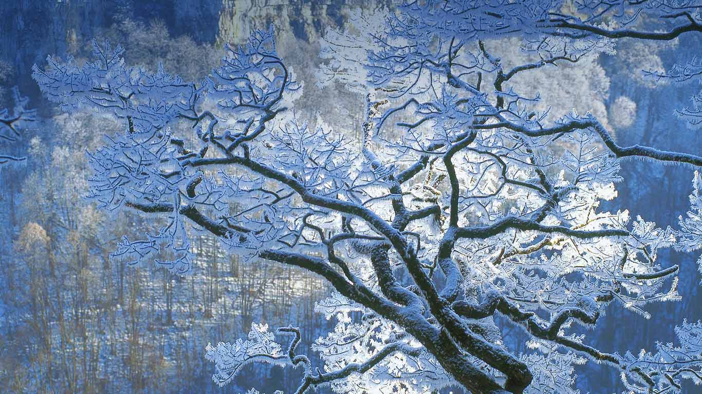 Oak branches covered in ice, Jura, France (© Michel Loup/Minden Pictures)(Bing New Zealand)