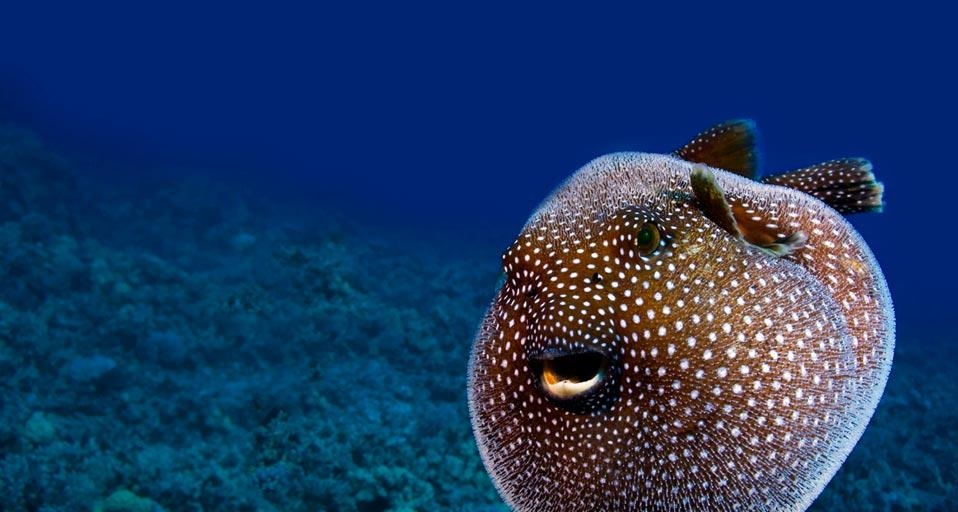 Guineafowl pufferfish, Hawaii (© Visuals Unlimited/Corbis) &copy; (Bing Canada)