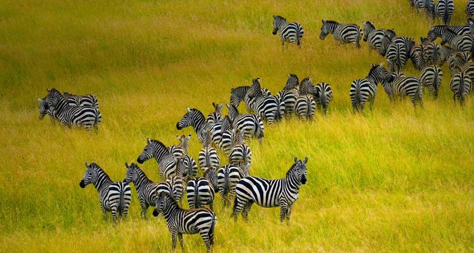 肯尼亚马赛马拉国家保护区的斑马群 -- Blaine Harrington III/Corbis &copy; (Bing China)