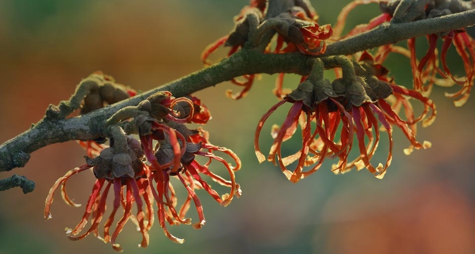 金缕梅的花朵 -- JS. Sira/photolibrary &copy; (Bing China)
