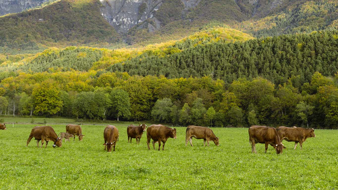 Des vaches devant le Mont Aiguille, Parc Naturel Régional du Vercors, Isère, France (© Jakub Połomski/Offset)(Bing France)