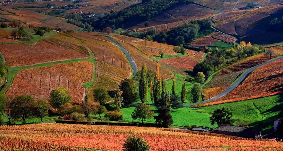 Paysage du Beaujolais en automne depuis la route des vins, Rhône, région Rhône-Alpes (© Gérard Labriet/Corbis) &copy; (Bing France)